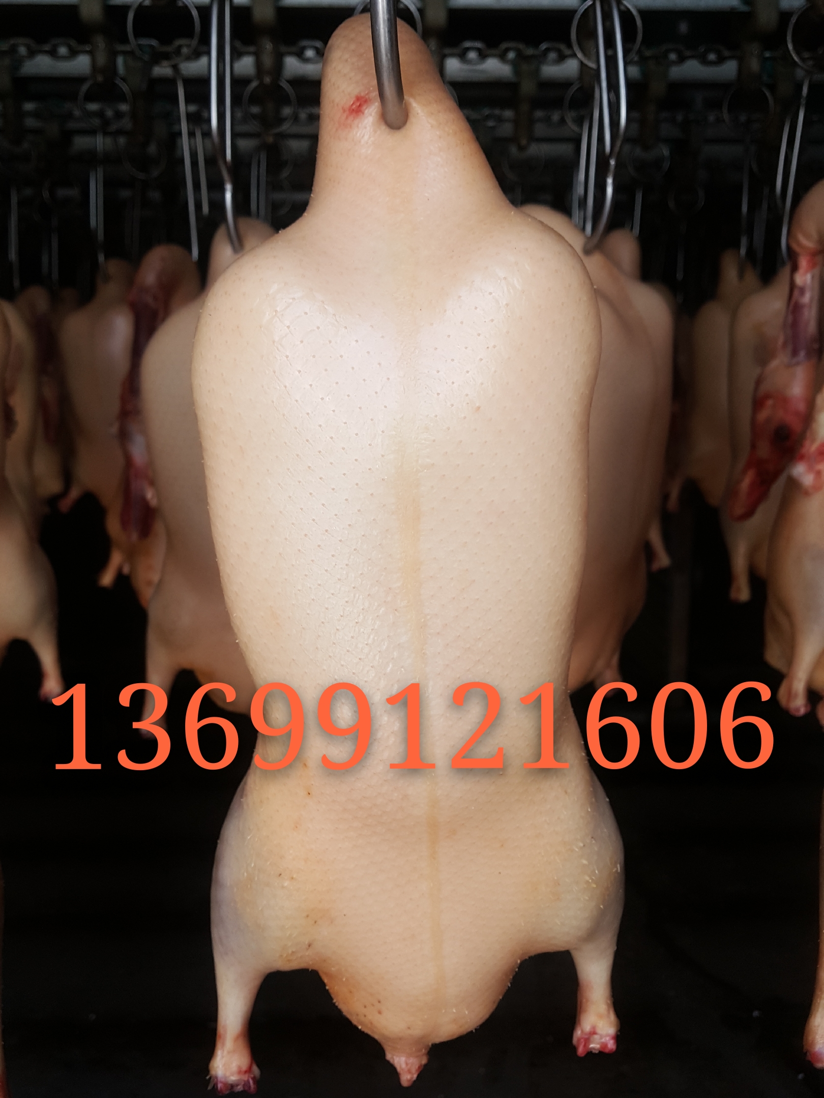 北京四系鸭坯3.5斤厂家直供 鸭肉类1