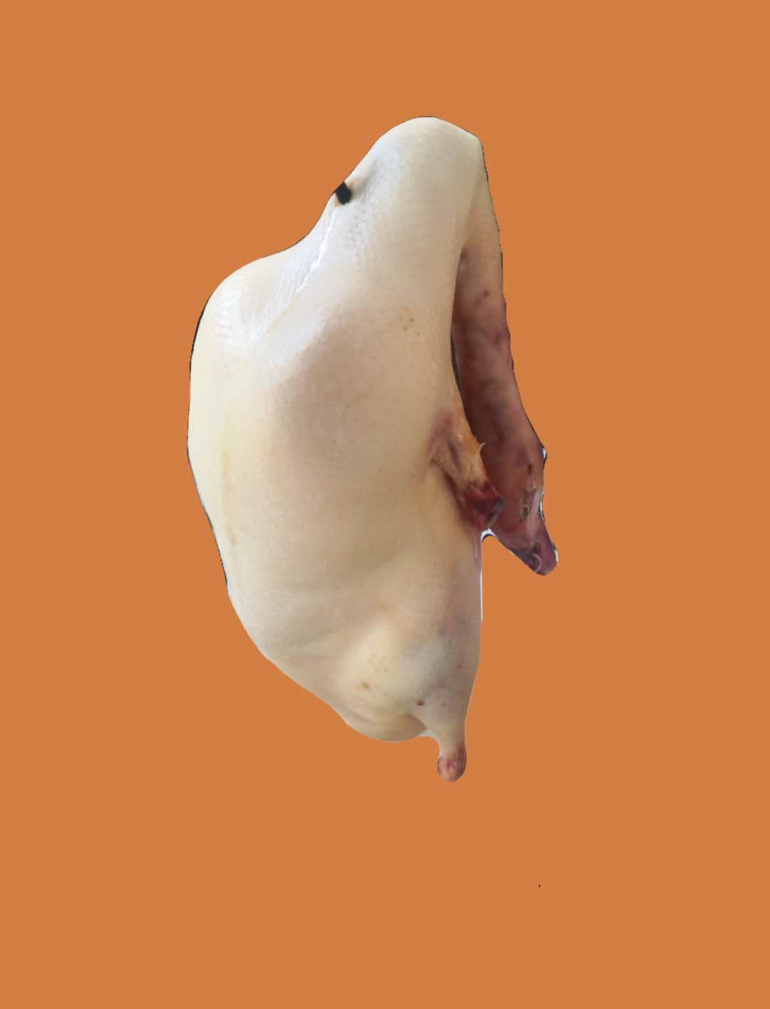 北京烤鸭鸭胚填鸭半成品各个规格齐全全国配送色坯价格 鸭肉类