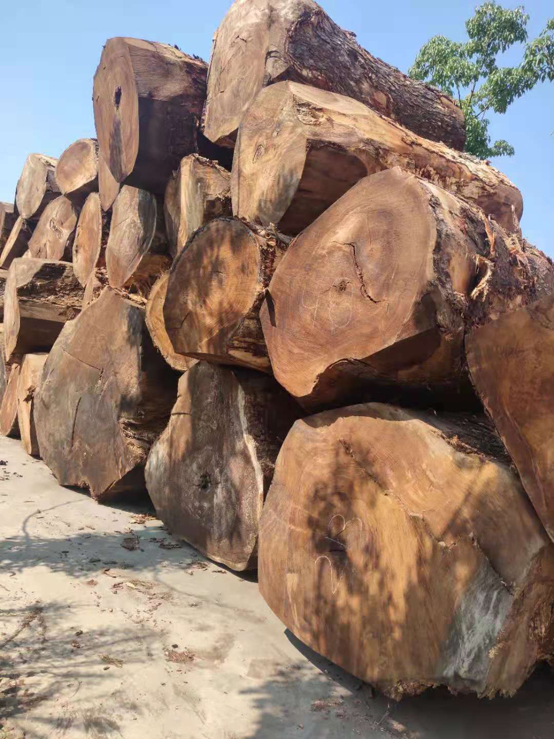 板材及原木加工服务 进口木材 厂家供应琥珀木南美胡桃原木批发2