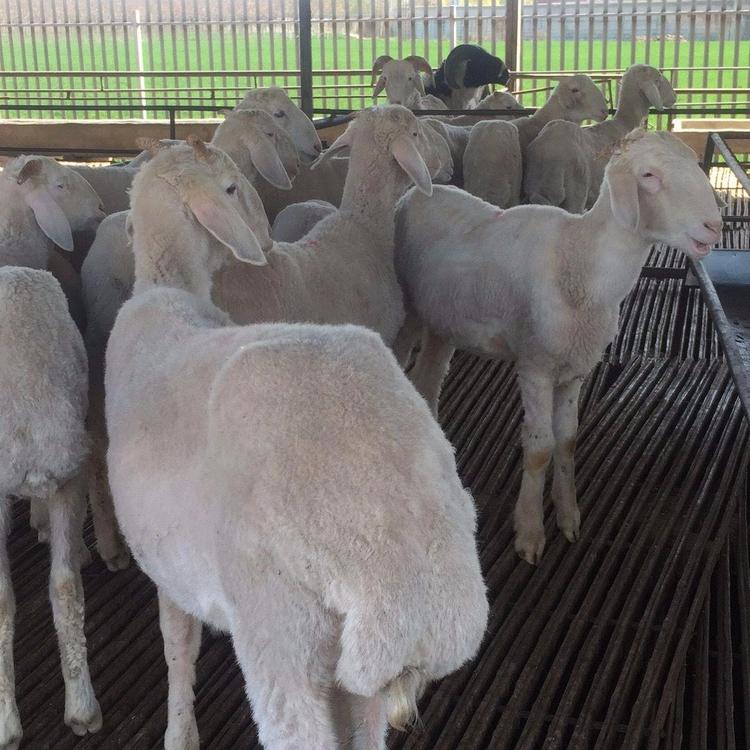 山羊羔羊苗 银河畜牧养殖 小尾寒羊批发 厂家直销 白山羊 肉羊1