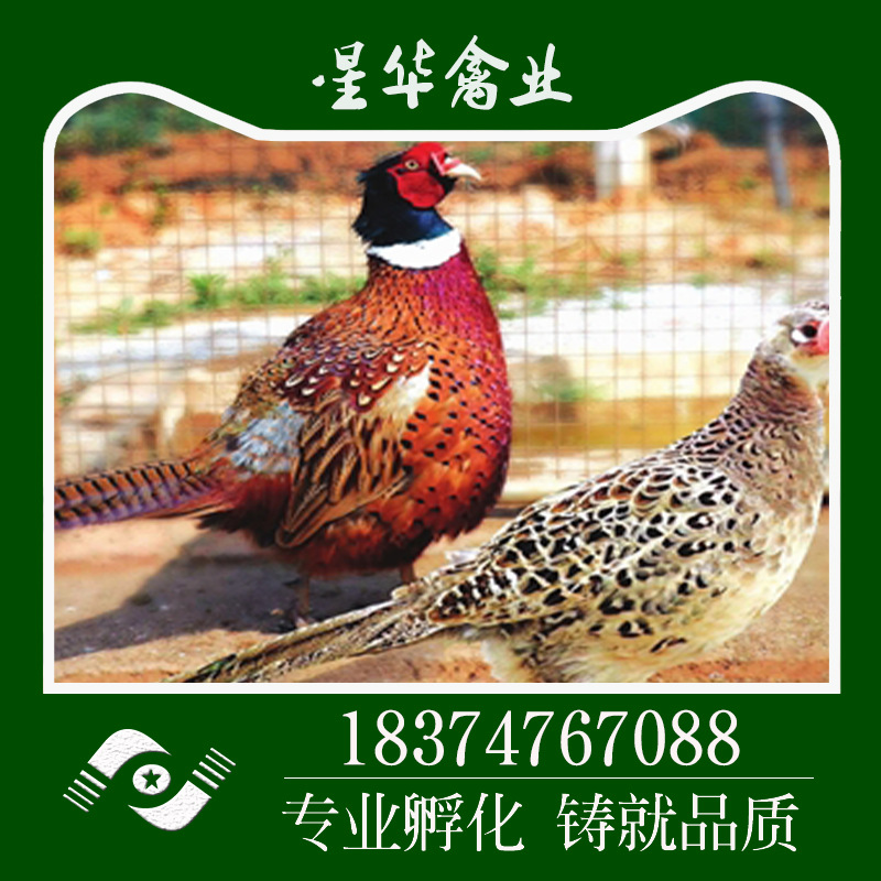 湖南衡阳新华禽畜厂家直销大量供应适合网养七彩山鸡出壳苗 动物种苗3