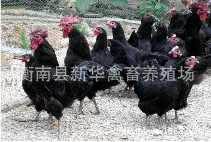 新华禽畜厂家直销优质白皮白肉黑羽黑脚高产绿壳蛋鸡苗出壳母苗1