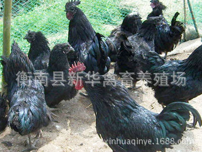 新华禽畜厂家直销优质白皮白肉黑羽黑脚高产绿壳蛋鸡苗出壳母苗3
