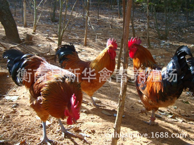 湖南衡南县星华禽业厂家直销大量供应优质青脚土鸡苗混合苗 动物种苗