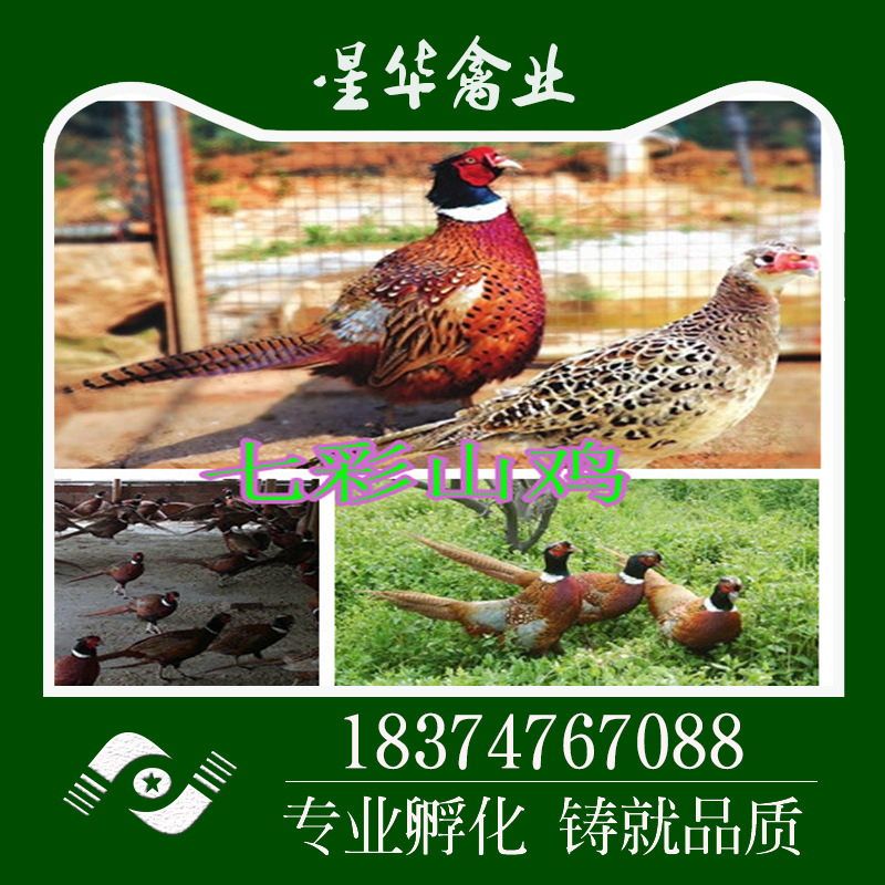 湖南衡阳新华禽畜厂家直销大量供应适合网养七彩山鸡出壳苗 动物种苗1