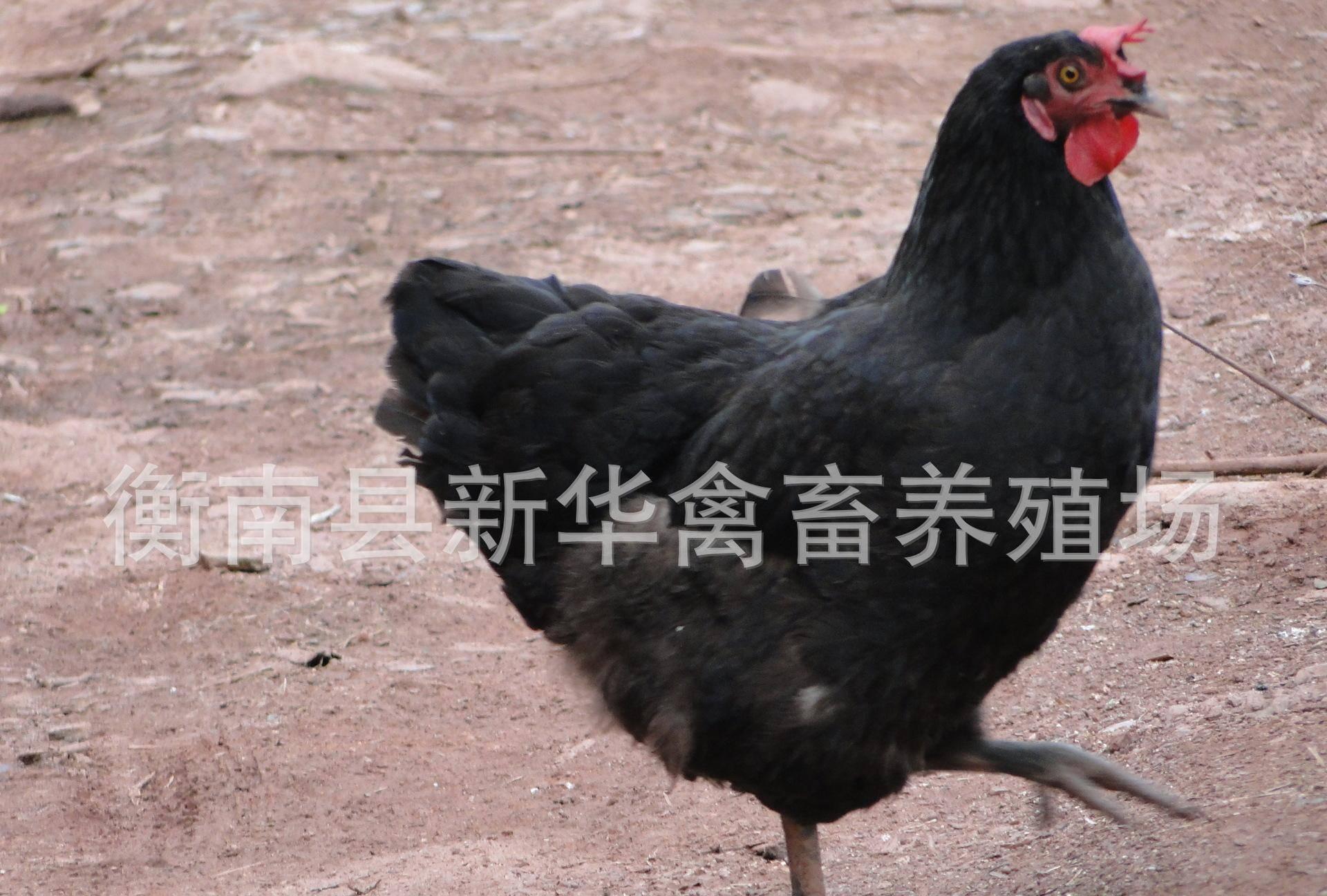 新华禽业厂家直销大量供应优质打马利克成活率高黑土鸡苗出壳母苗