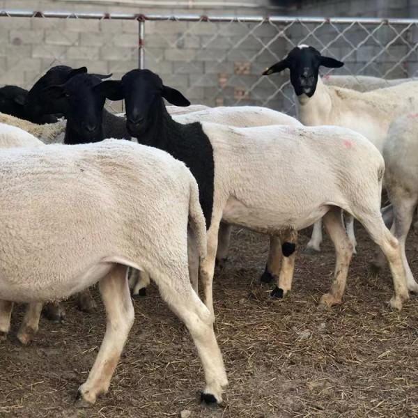 澳洲白 银河畜牧养殖 纯种黑头杜泊绵羊 白头杜泊绵羊羊羔 厂家直销1