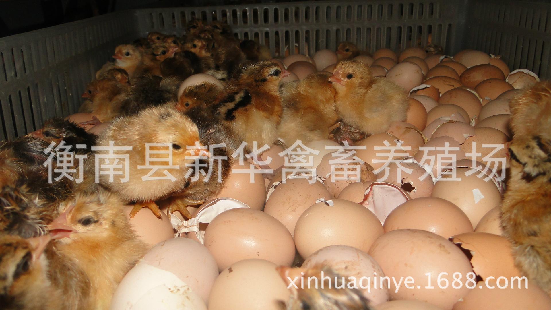 湖南衡南县星华禽业厂家直销大量供应优质青脚土鸡苗混合苗 动物种苗1