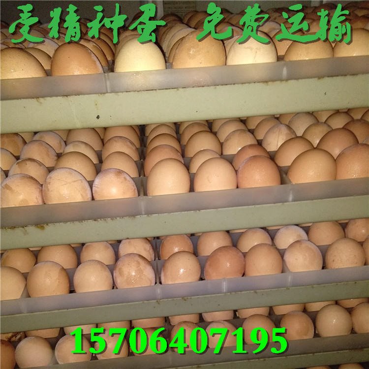 人工授精 高孵化 免运费发货 芦花鸡种蛋 新鲜受精 土鸡种蛋 麻鸡种蛋 红玉鸡种蛋 五黑鸡种蛋2