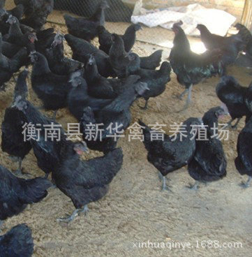 新华禽畜厂家直销优质白皮白肉黑羽黑脚高产绿壳蛋鸡苗出壳母苗4