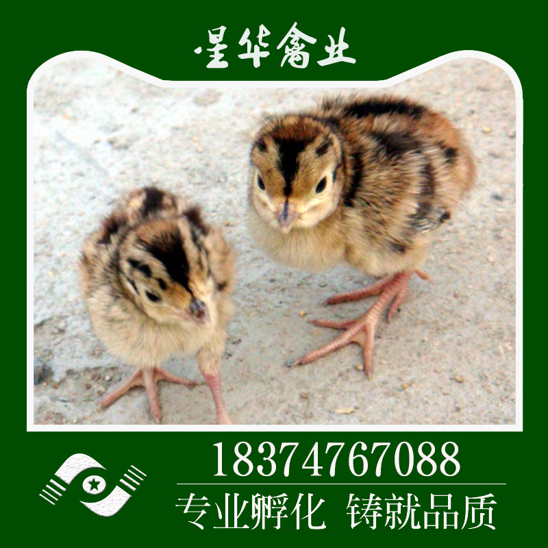 湖南衡阳新华禽畜厂家直销大量供应适合网养七彩山鸡出壳苗 动物种苗