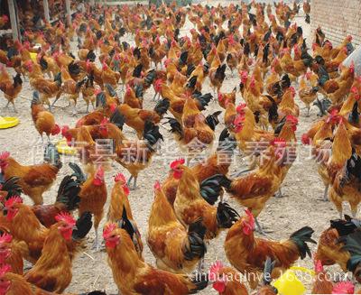 湖南衡南县星华禽业厂家直销大量供应优质青脚土鸡苗混合苗 动物种苗2