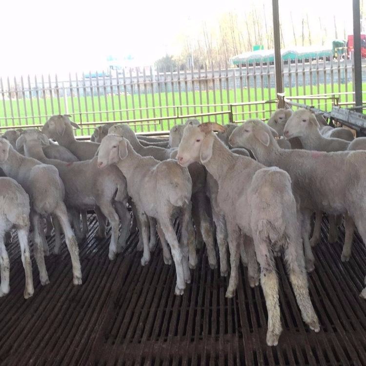 山羊羔羊苗 银河畜牧养殖 小尾寒羊批发 厂家直销 白山羊 肉羊