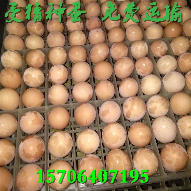 汶上优质纯种芦花鸡种蛋 当天新鲜受精种蛋 批发优惠价格 大小种 白脚