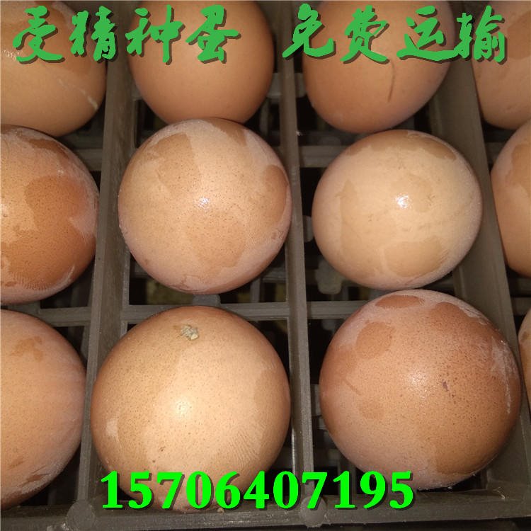 汶上优质纯种芦花鸡种蛋 当天新鲜受精种蛋 批发优惠价格 大小种 白脚5