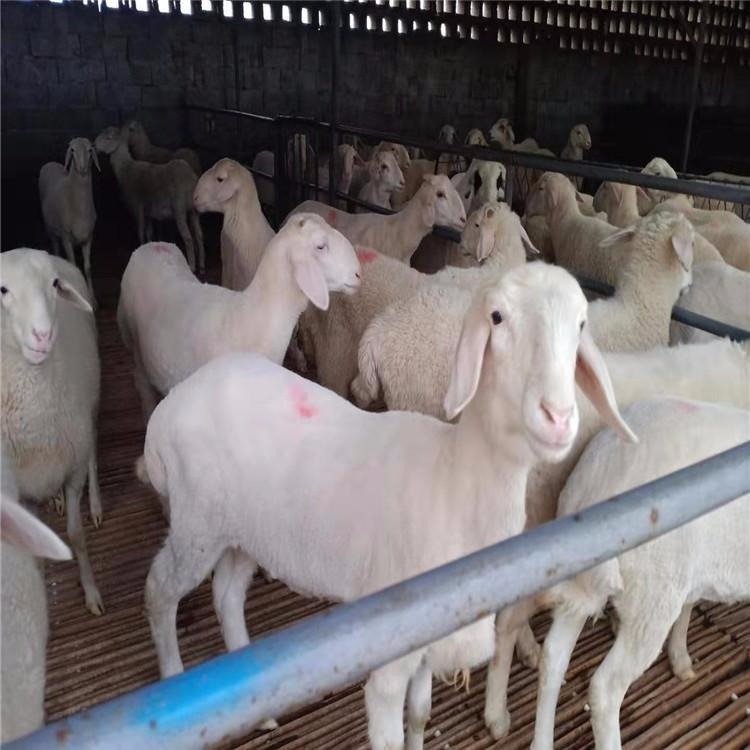 纯种小羊苗价格 小羊价格 湖羊 纯种湖羊 银河畜牧养殖