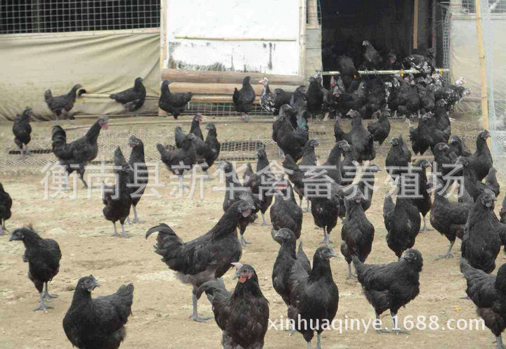 新华禽畜厂家直销优质白皮白肉黑羽黑脚高产绿壳蛋鸡苗出壳母苗