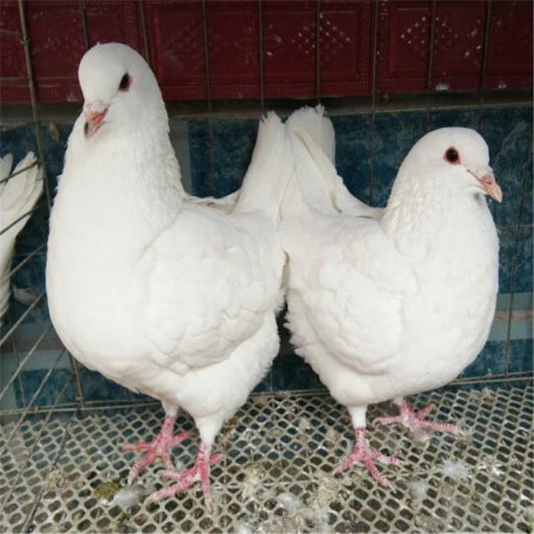 国系元宝肉鸽 福悦养殖 特大纯种元宝鸽 美国纯种元宝鸽子