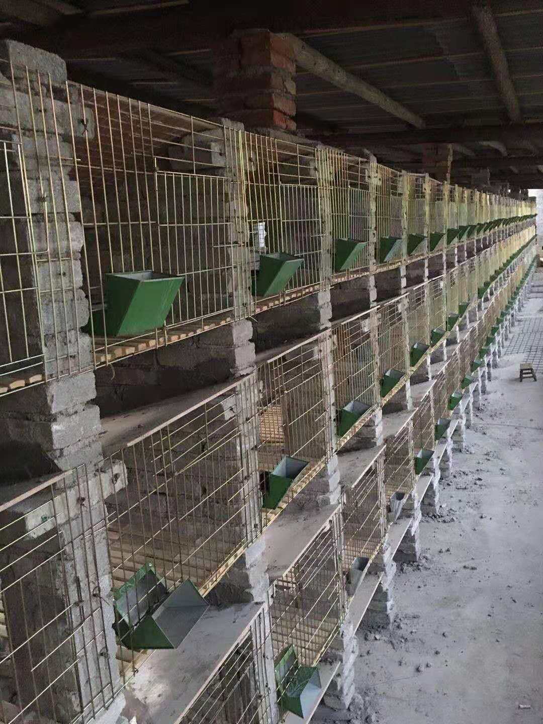 养殖场大型兔子窝 富民厂家直销阶梯式养殖兔笼 畜牧、养殖业机械 水泥兔笼6