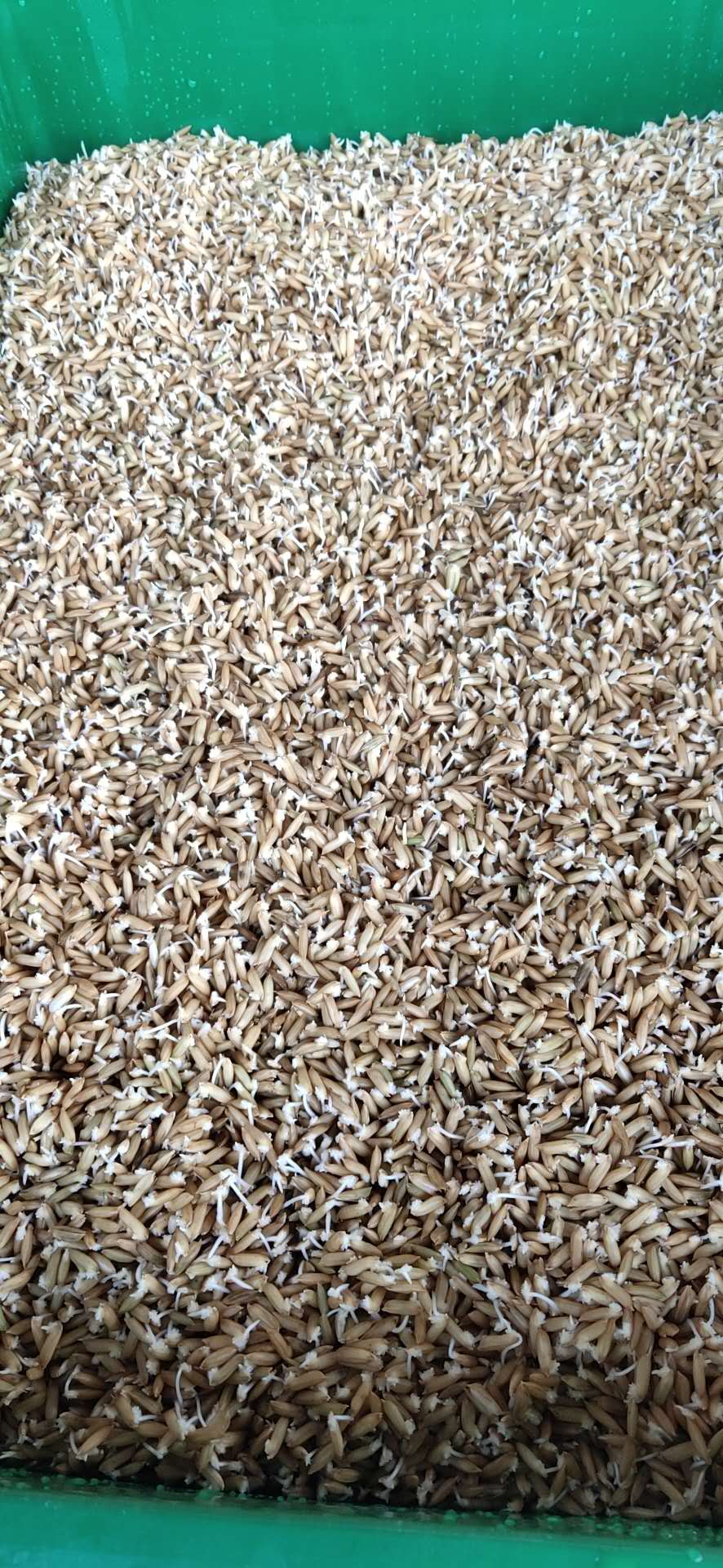 收获机械 水稻发芽机 四季阳光 麦草发芽机 160型种子催芽设备3
