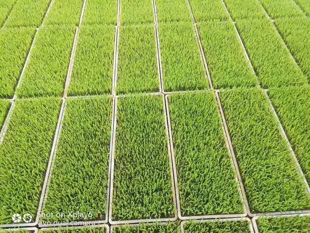 收获机械 水稻发芽机 四季阳光 麦草发芽机 160型种子催芽设备1