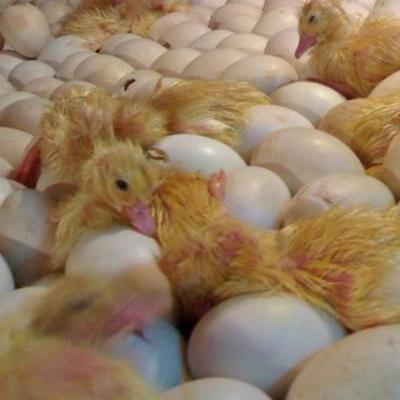 肉鸭苗 绿壳蛋鸭苗四季供应 商品鸭回收 蛋鸭苗 动物种苗5