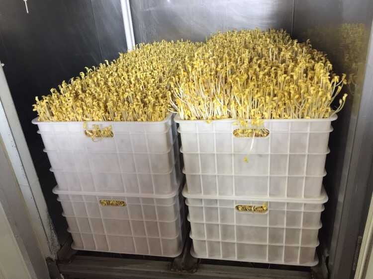 芽苗机厂家直销 全自动豆芽机 上门指导芽苗菜生产技术 花生芽机3