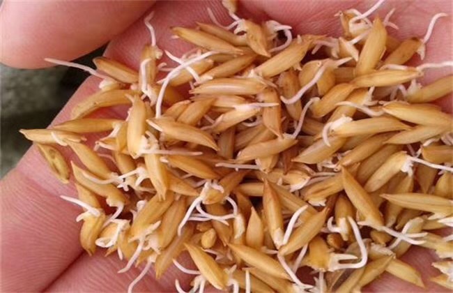 收获机械 水稻发芽机 四季阳光 麦草发芽机 160型种子催芽设备2