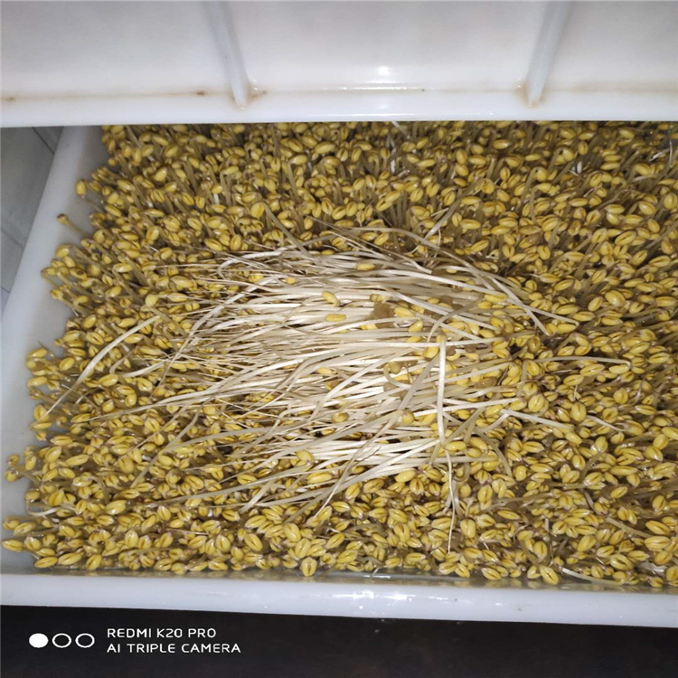 豆芽机 商用豆芽机 40A豆芽机 种植机械 黄豆芽机2