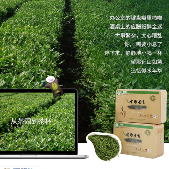 茶树芽叶 绿茶 味道醇厚 古法制作 特级春茶1