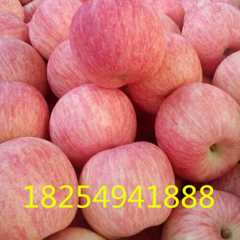 今日烟台红富士苹果价格 西安红富士苹果价格 山东红富士苹果 陕西红富士苹果