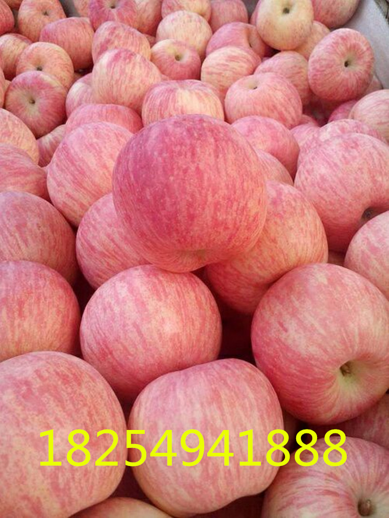 旭伟常年供应山东红富士苹果 近山东红富士苹果价格 今年红富士苹果价格3