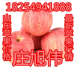 旭伟常年供应山东红富士苹果 近山东红富士苹果价格 今年红富士苹果价格1