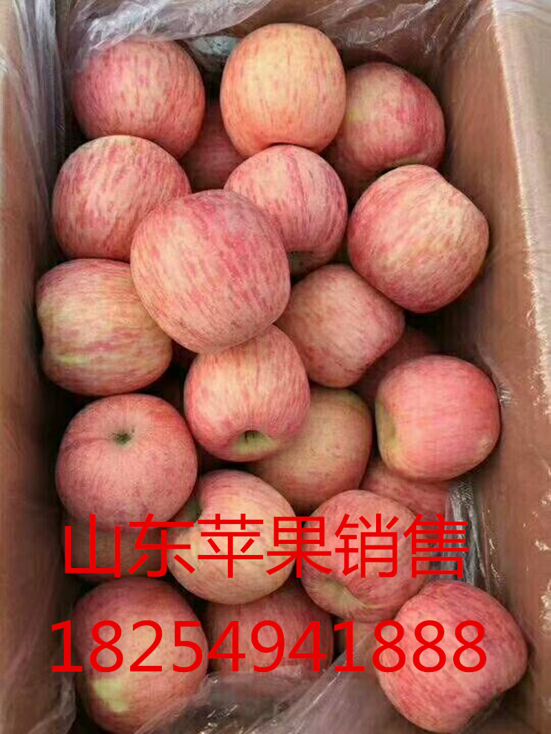 陕西红富士苹果 冷库红富士苹果 山东红富士苹果 山西红富士苹果4