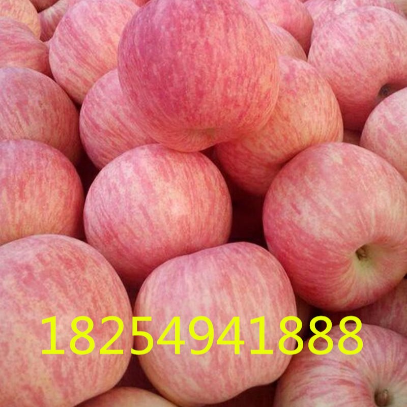 陕西红富士苹果 冷库红富士苹果 山东红富士苹果 山西红富士苹果5