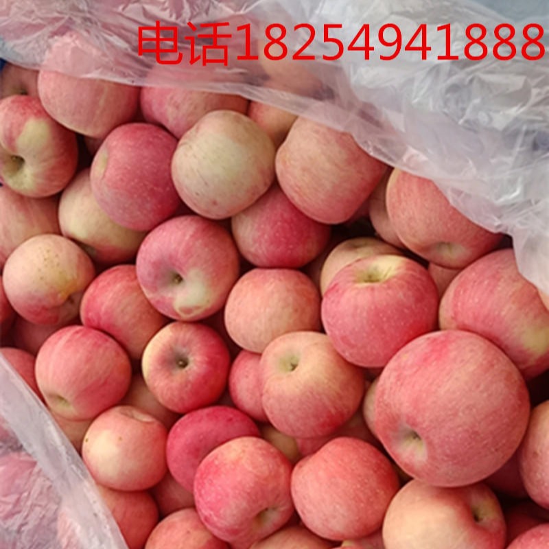 旭伟常年供应山东红富士苹果 近山东红富士苹果价格 今年红富士苹果价格