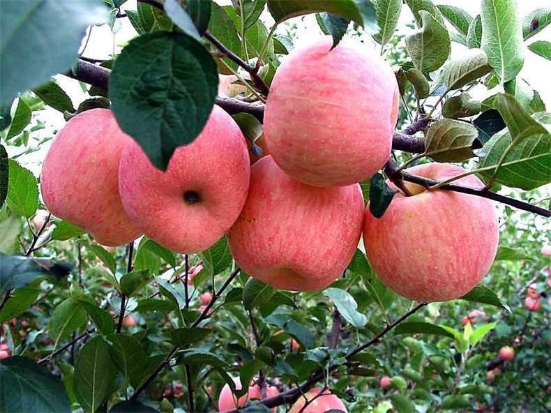 水果种子、种苗 品种规格多苹果树苗 热卖红星苹果苗 大量批发苹果树苗3