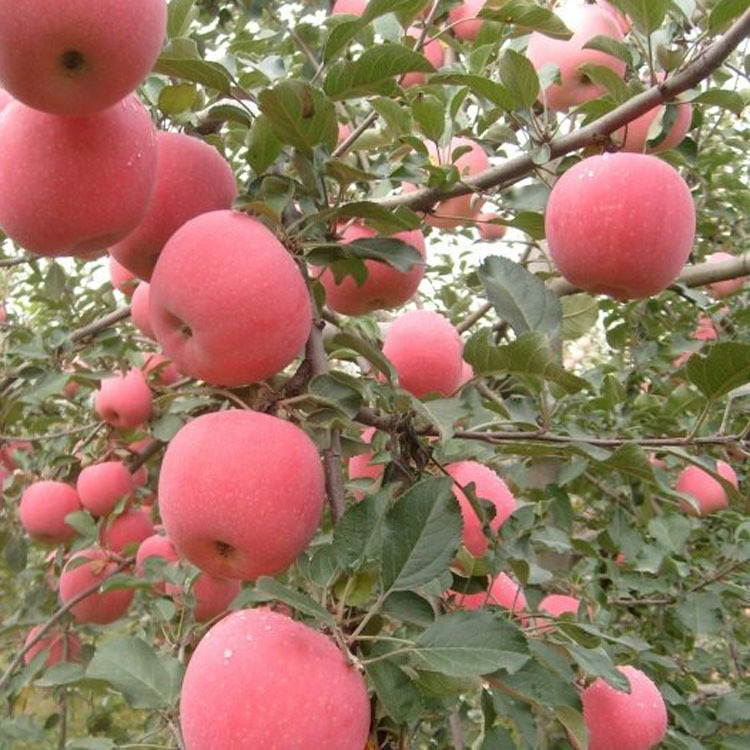 贵州苹果树苗木批发采购价格 新品种 嫁接红富士红肉柱状苹果苗1