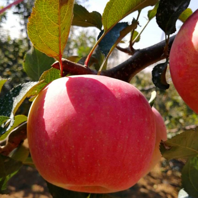 矮化苹果树苗果苗嫁接苹果树苗M9T337砧木苹果树苗当年挂果苹果苗批发4