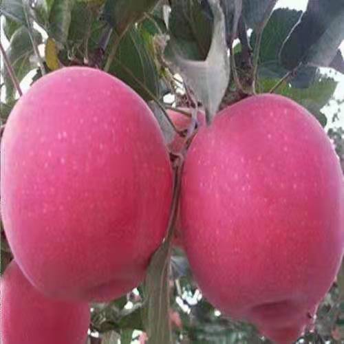 贵州苹果树苗木批发采购价格 新品种 嫁接红富士红肉柱状苹果苗2