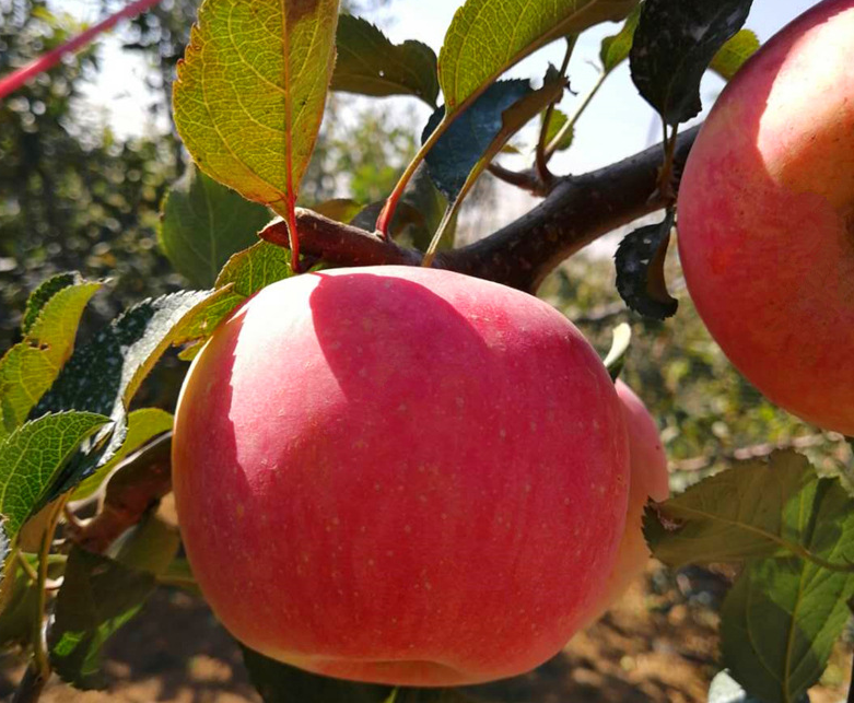 水果种子、种苗 品种规格多苹果树苗 热卖红星苹果苗 大量批发苹果树苗2