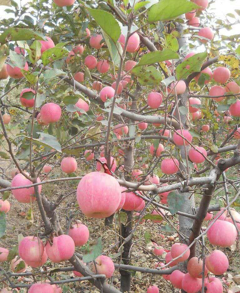水果种子、种苗 品种规格多苹果树苗 热卖红星苹果苗 大量批发苹果树苗1