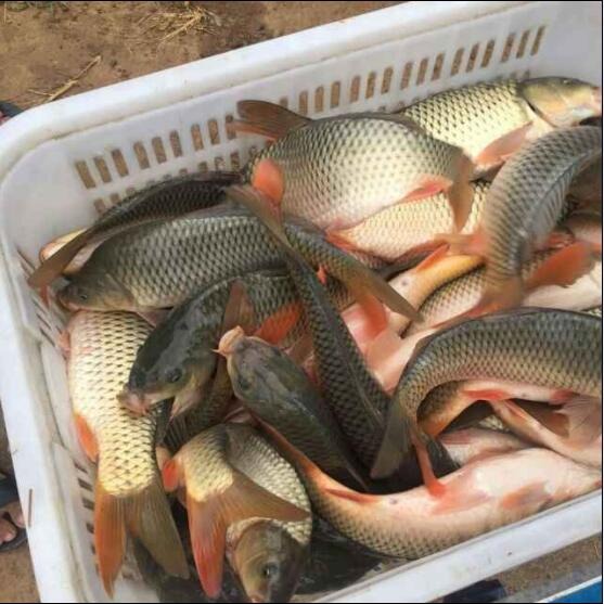 放生鱼苗报价 观赏鱼苗价格 北京各种淡水鱼鱼苗批发 量大从优 鲜活鱼类出售6