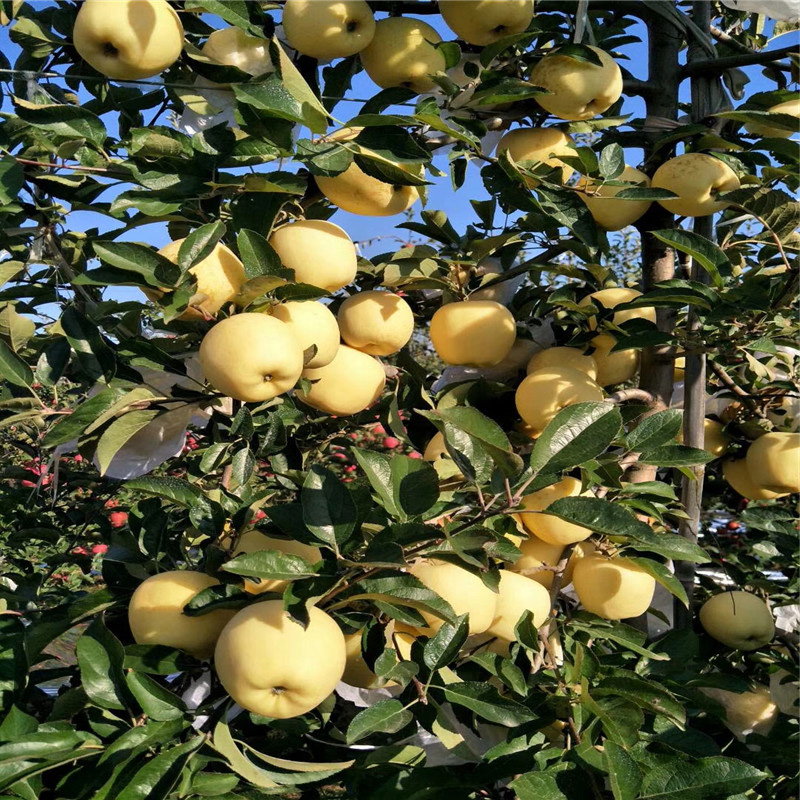 果树采购基地苹果树苗价格 2020年苹果苗新品种 泰华园艺场寒富中秋王苹果树苗4