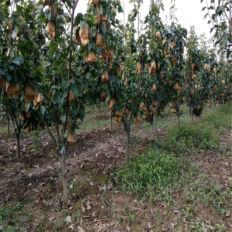 泰华园艺场山农酥梨种植基地 梨树苗新品种山农酥梨基地直销2