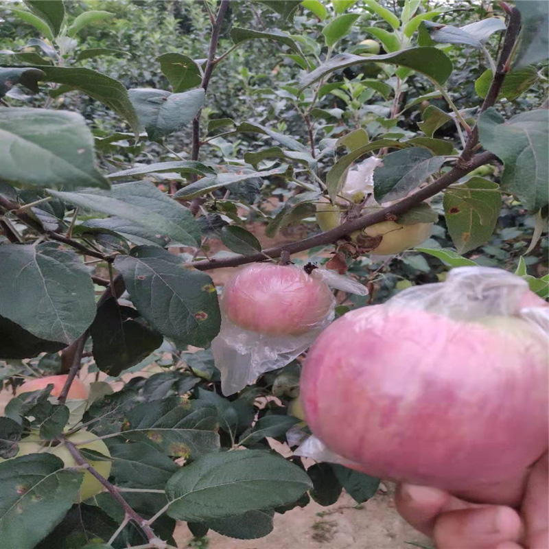 果树采购基地苹果树苗价格 2020年苹果苗新品种 泰华园艺场寒富中秋王苹果树苗2