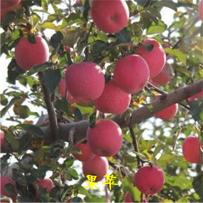 果树采购基地苹果树苗价格 2020年苹果苗新品种 泰华园艺场寒富中秋王苹果树苗7
