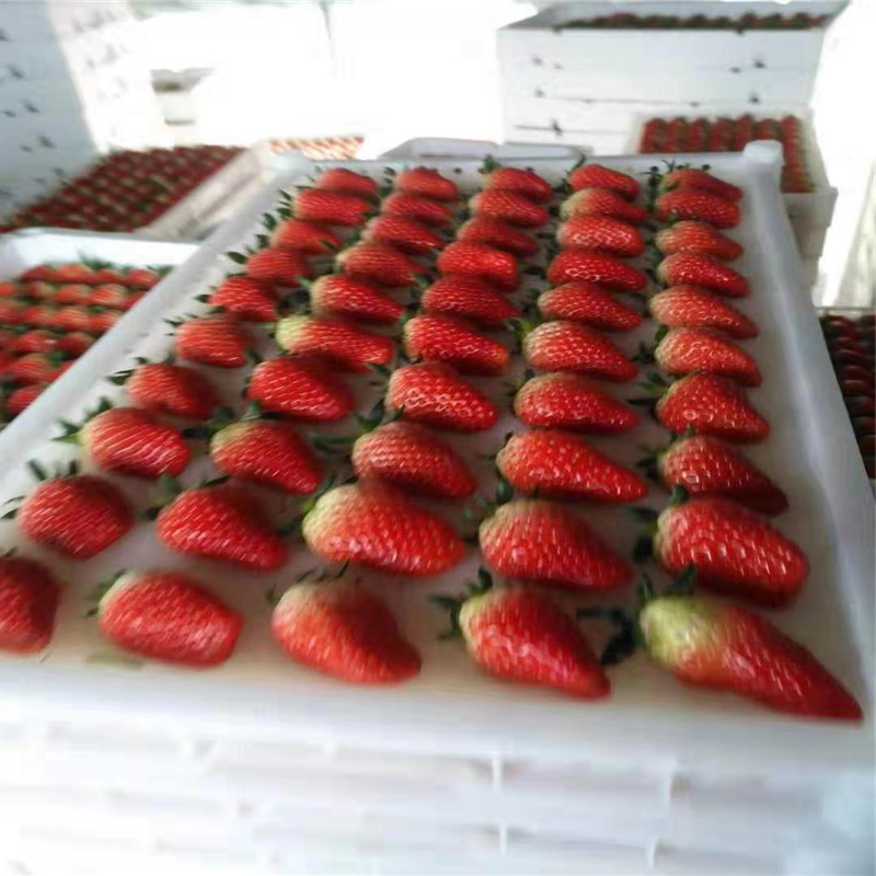 泰华园艺场草莓苗现挖现卖全国发货 热销甜宝草莓苗价格 山东章姬草莓苗基地1