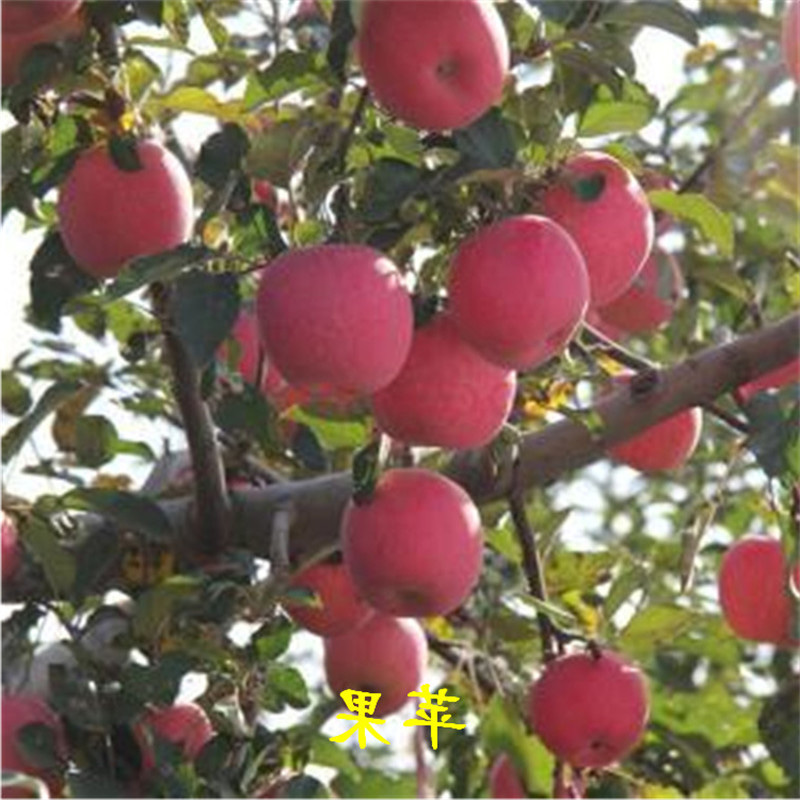 泰华园艺场高产苹果树苗品种 山东高产苹果树苗价格 脱贫致富果树苗5