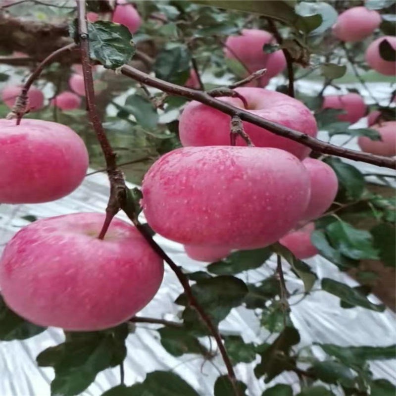 开发果树苗苹果苗批发 苹果苗价格 1-2年生冰糖心苹果苗 泰华园艺场